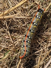 Hyles euphorbiae