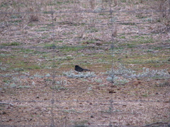 Rhipidura leucophrys