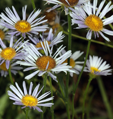 Erigeron breweri breweri