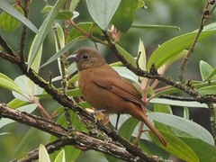 Tachyphonus coronatus