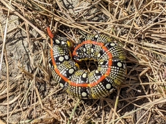 Hyles euphorbiae