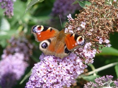 Aglais io