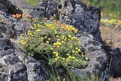 Eriogonum thymoides