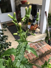 Erechtites hieraciifolius