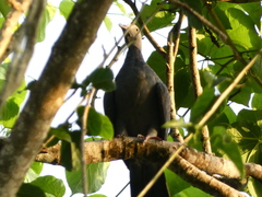 Patagioenas leucocephala