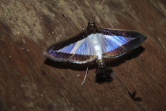 Diaphania hyalinata