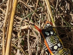 Hyles euphorbiae