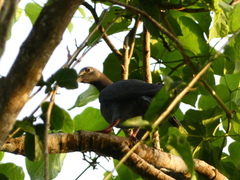 Patagioenas leucocephala