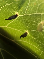 Eriophyes tiliae