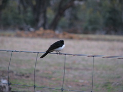 Rhipidura leucophrys