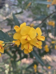 Podolobium ilicifolium