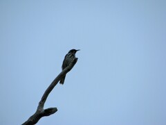 Phylidonyris novaehollandiae