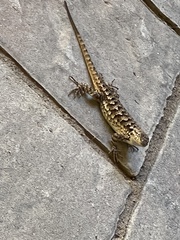 Sceloporus occidentalis bocourtii
