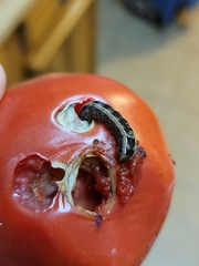 Spodoptera ornithogalli