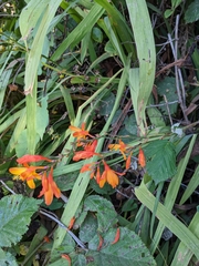 Crocosmia