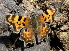 Polygonia faunus