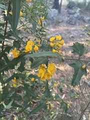 Podolobium ilicifolium