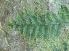 Hymenophyllaceae