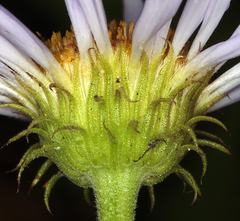 Erigeron breweri breweri