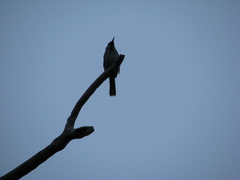 Phylidonyris novaehollandiae