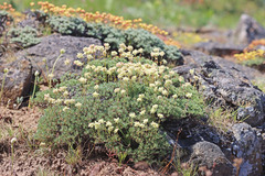Eriogonum thymoides