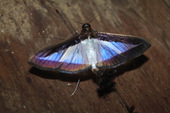Diaphania hyalinata
