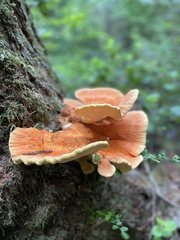 Laetiporus conifericola