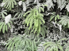 Adiantum aleuticum