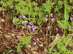 Collinsia linearis