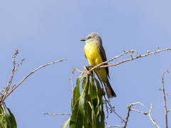 Tyrannus melancholicus