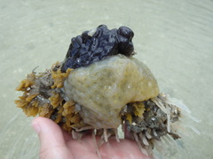 Aplidium stellatum