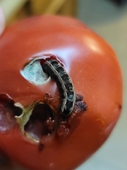 Spodoptera ornithogalli