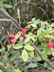Rosa californica