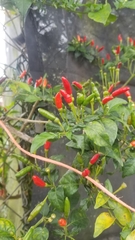 Capsicum