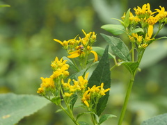 Verbesina occidentalis