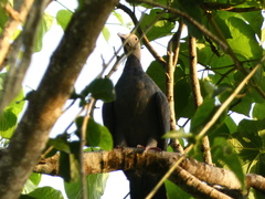 Patagioenas leucocephala