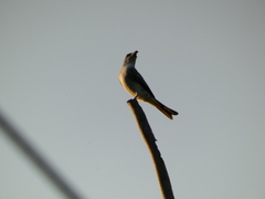 Tyrannus dominicensis