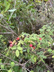 Rosa californica