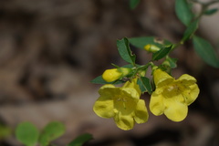 Aureolaria levigata