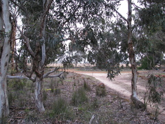 Eucalyptus leucoxylon