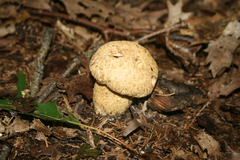 Gyroporus cyanescens