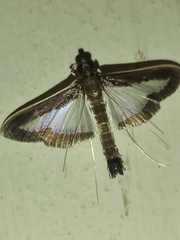 Diaphania hyalinata