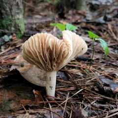 Lactarius subplinthogalus
