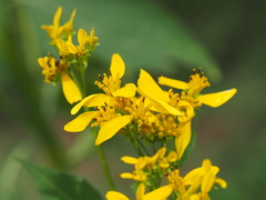 Verbesina occidentalis