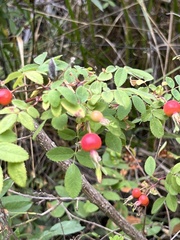 Rosa californica