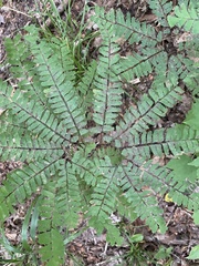 Adiantum pedatum