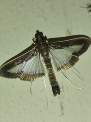 Diaphania hyalinata