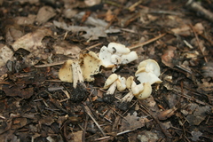 Helvella crispa