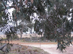 Eucalyptus leucoxylon