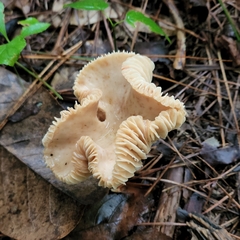 Lactarius subplinthogalus